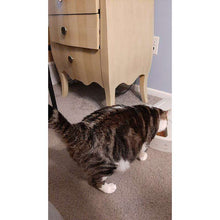 Load image into Gallery viewer, arreglo-34635613