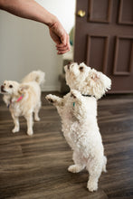 Load image into Gallery viewer, Houndations® Dog Training Treats (5 Flavors)