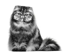 Load image into Gallery viewer, product details accompanying image