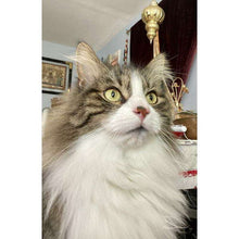 Load image into Gallery viewer, arreglo-34635605
