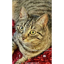 Load image into Gallery viewer, arreglo-34635606
