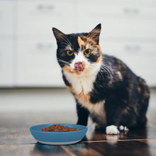 Load image into Gallery viewer, Hungry cat at home kitchen
