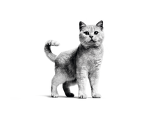 Load image into Gallery viewer, product details accompanying image
