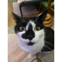 Load image into Gallery viewer, arreglo-34635604
