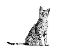 Load image into Gallery viewer, product details accompanying image
