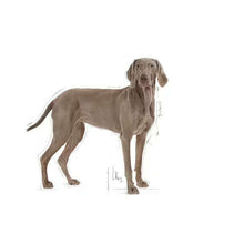 Load image into Gallery viewer, arreglo-34635585
