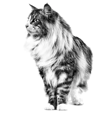 Load image into Gallery viewer, product details accompanying image
