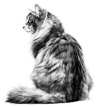 Load image into Gallery viewer, product details accompanying image
