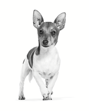 Load image into Gallery viewer, product details accompanying image
