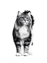Load image into Gallery viewer, product details accompanying image

